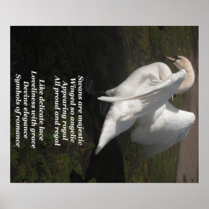 Poster Swans Are Majestic By Ladee Basset