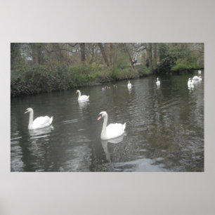 Poster Swans Swimming