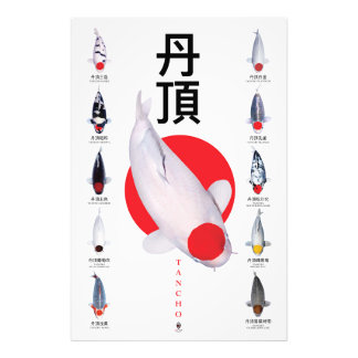 Poster Tancho Koi Collection – 10 Varieties