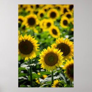 Poster The Sunflower Field