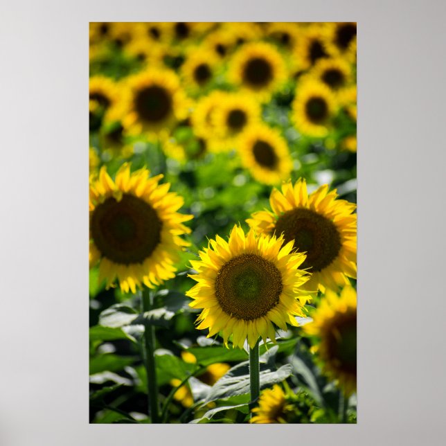 Poster The Sunflower Field (Front)