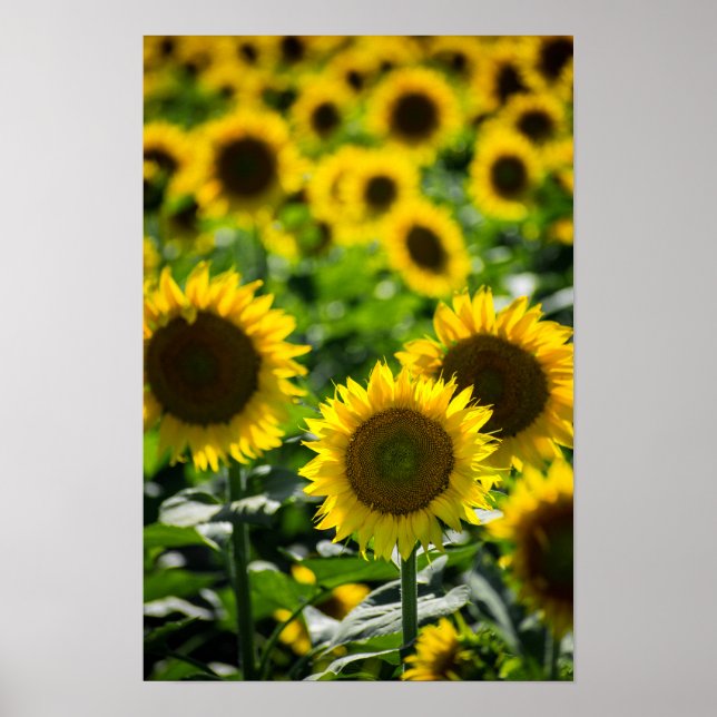Poster The Sunflower Field (Front)
