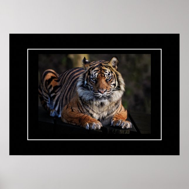 Poster Tiger (Front)