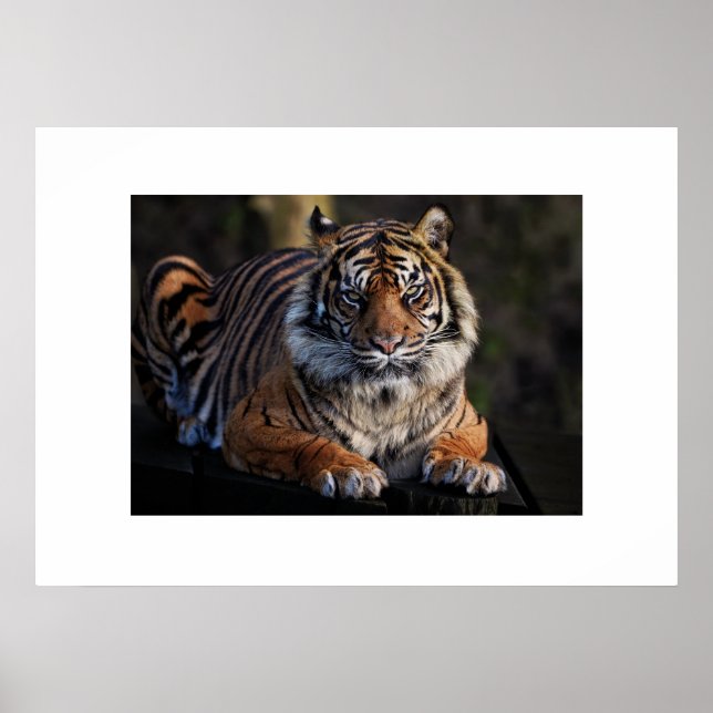 Poster Tiger (Front)