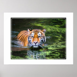 Poster-Tiger Poster