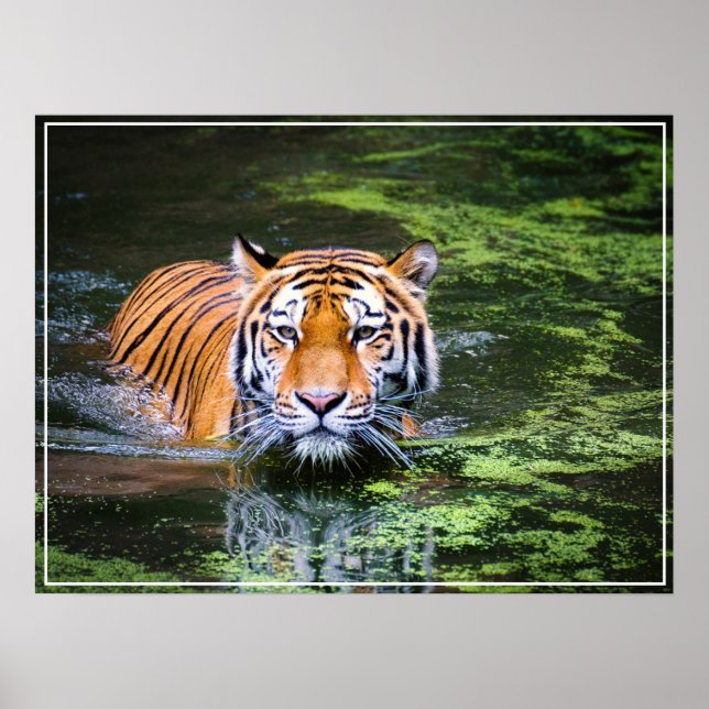 Poster-Tiger Poster (Front)