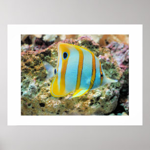 Poster-Tropical Fish Poster