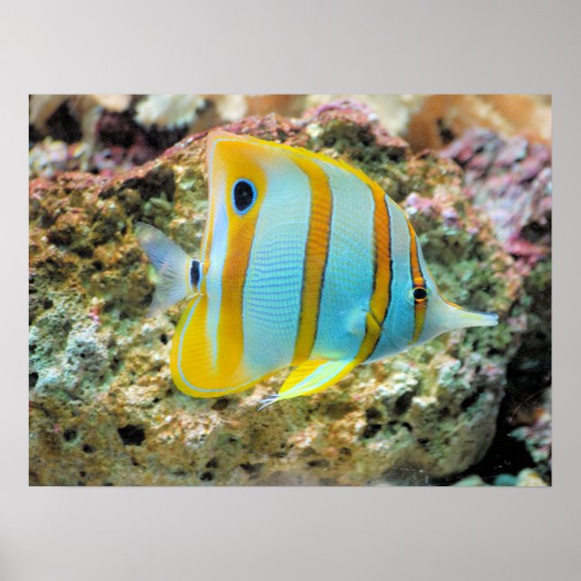 Poster-Tropical Fish Poster (Front)