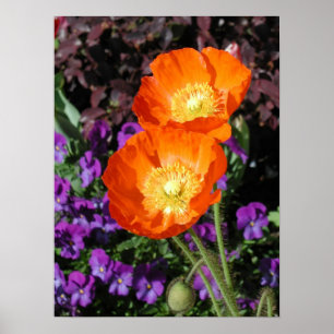 Poster, Two Orange Iceland Poppies Poster