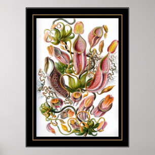 Poster Vintage Artist Ernst Haeckel Nepenthaceae