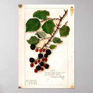 Poster - Vintage Blackberries