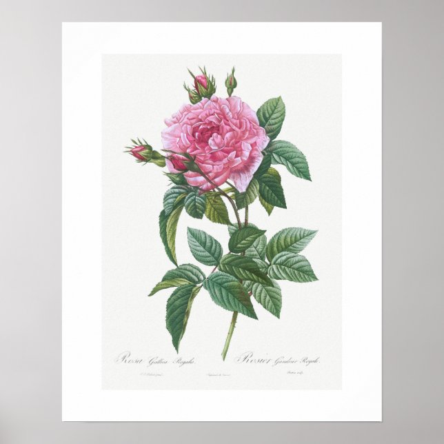 POSTER : VINTAGE BOTANICAL "GALLIC ROSE": REDOUTÉ (Front)