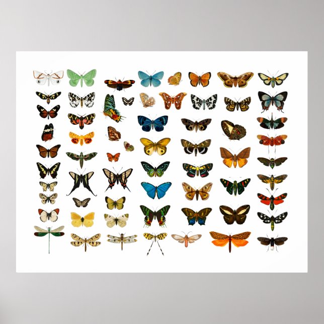 POSTER : VINTAGE BUTTERFLY CHART (Front)