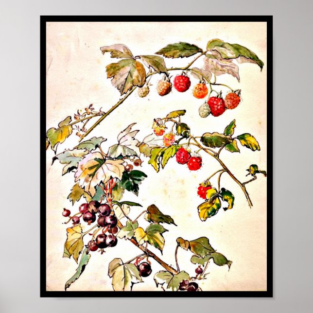 Poster-Vintage Illustration-Beatrix Potter 9 Poster (Front)
