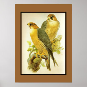 Poster Vintage Peregrine Falcon Birds