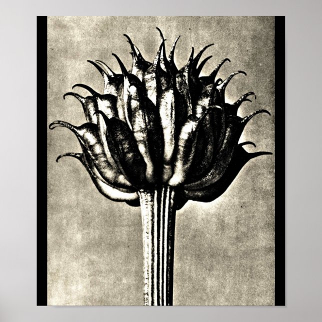 Poster-Vintage Photography-Karl Blossfeldt 18 Poster (Front)