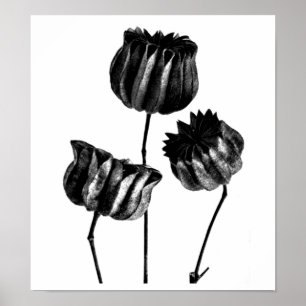 Poster-Vintage Photography-Karl Blossfeldt 23 Poster