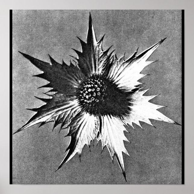 Poster-Vintage Photography-Karl Blossfeldt 27 Poster (Front)