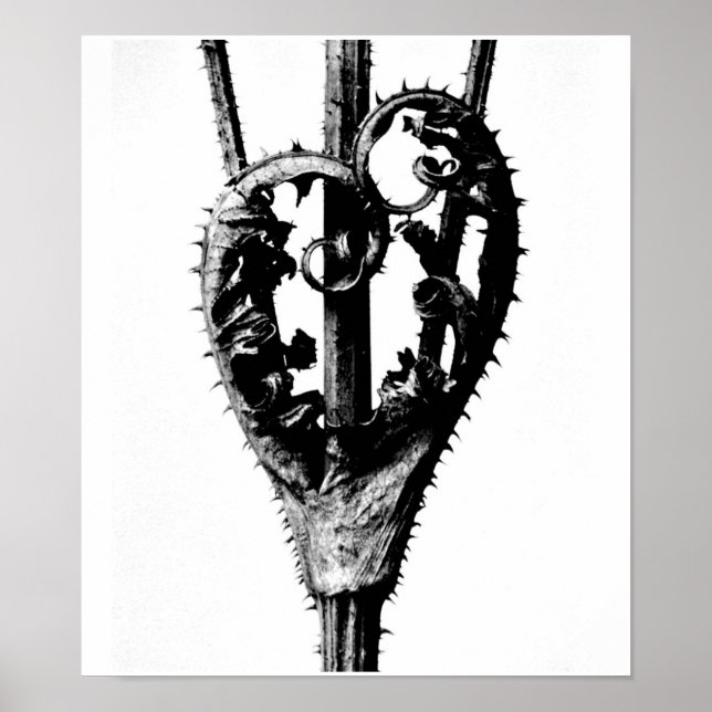 Poster-Vintage Photography-Karl Blossfeldt 46 Poster (Front)