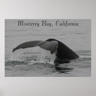 Poster, Whale Fluke, Monterey Poster