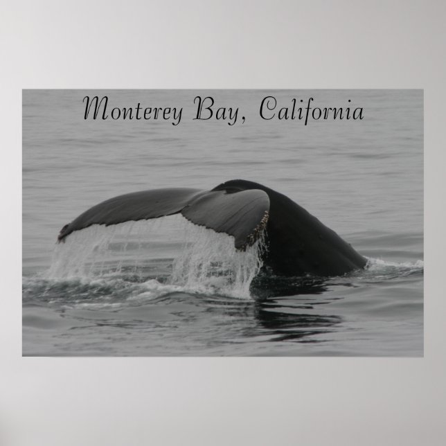 Poster, Whale Fluke, Monterey Poster (Front)