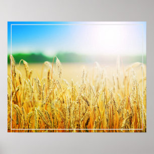 Poster-Wheat Poster