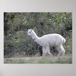 Poster - White alpaca