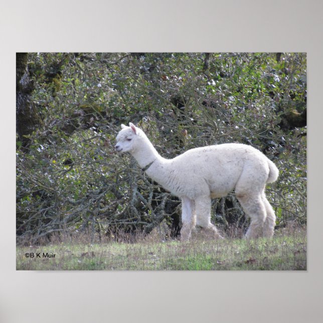 Poster - White alpaca (Front)