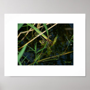 Poster (white border): Mimetic frog