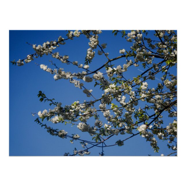 Poster - White Cherry Blossoms against a Blue Sky (Front)