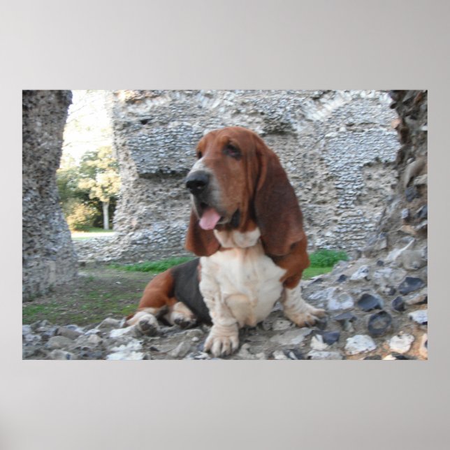 Poster With Basset Hound Castle Ruin Visit (Front)