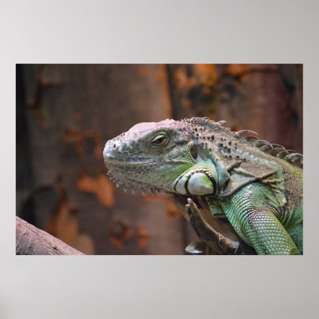 Poster with colourful Iguana lizard (Front)