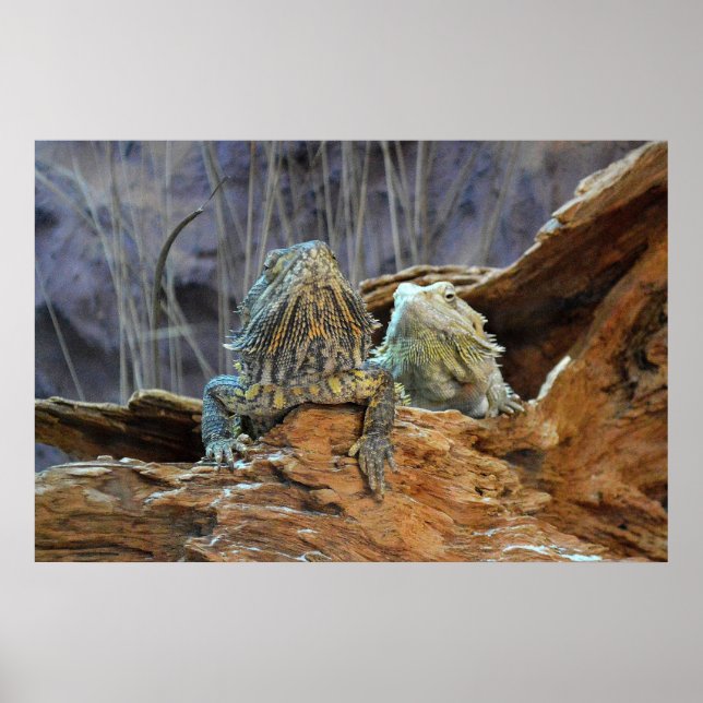 Poster with two curious lizards (Front)