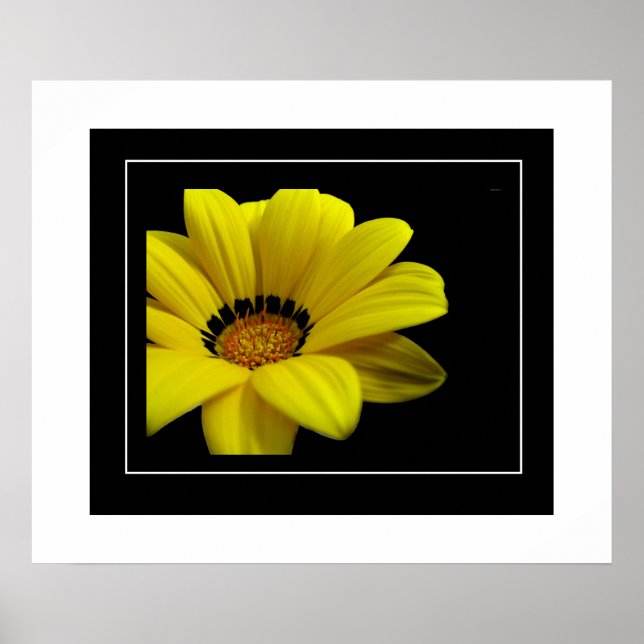 Poster-Yellow Daisy Poster (Front)