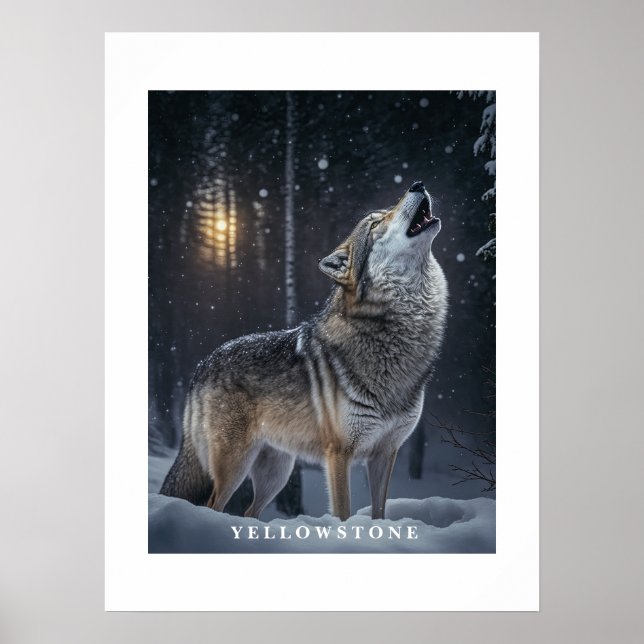 Poster Yellowstone Wolf (Front)