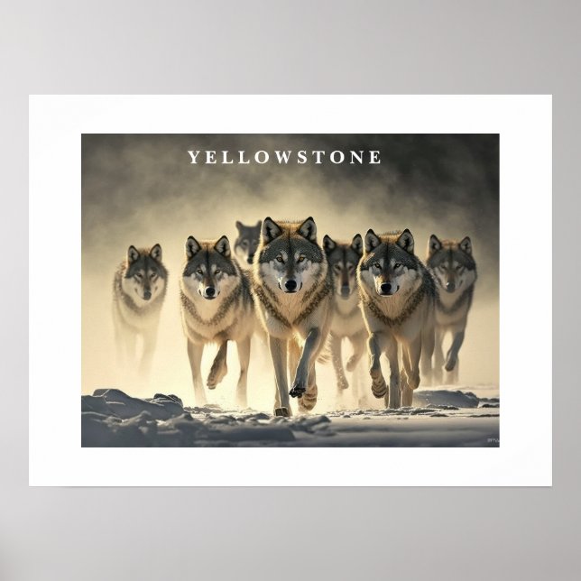 Poster Yellowstone Wolves (Front)