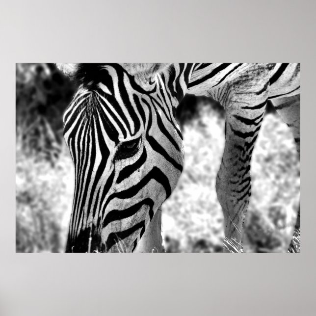 Poster Zebra close up (Front)