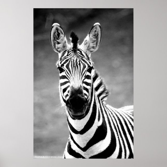 POSTER ZebraPhoto By John A. Sylvester (Front)