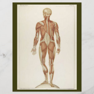 Posterior Muscles Flyer