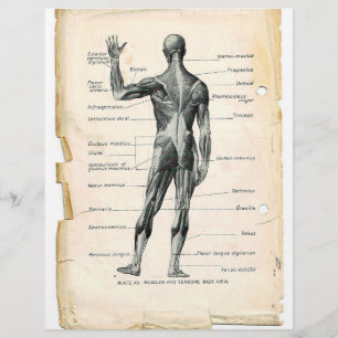 Posterior Muscles Flyer