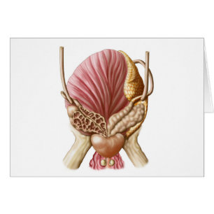 Posterior View Of Urinary Bladder