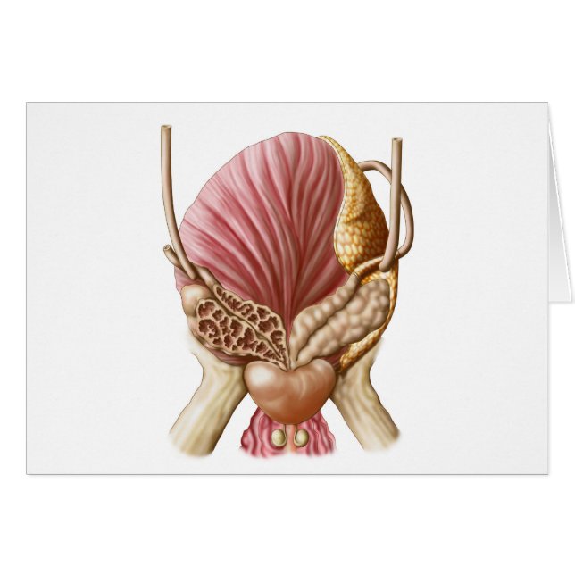 Posterior View Of Urinary Bladder (Front Horizontal)