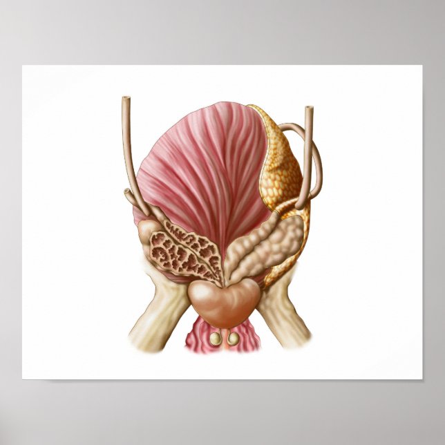 Posterior View Of Urinary Bladder Poster (Front)