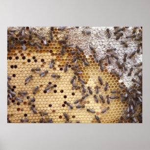 Posters De Abejas Honeycomb