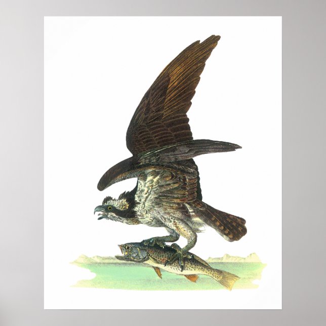 Posters/Print: Osprey - John Audubon Poster (Front)
