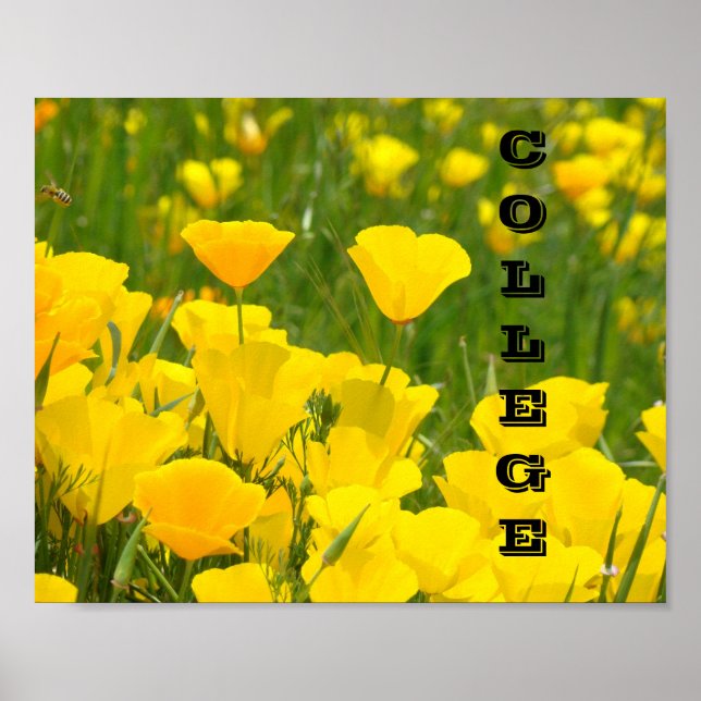 posters prints School Teachers Poppies (Front)