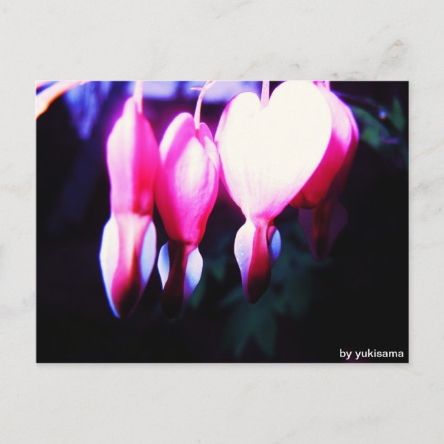 Postkarte - Blumenherzen Postcard (Front)