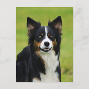 Postkarte / Hunde Border Collie Portrait Postcard