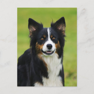 Postkarte / Hunde Border Collie Portrait Postcard