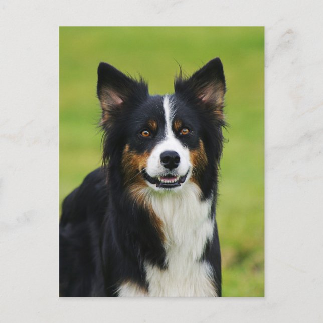 Postkarte / Hunde Border Collie Portrait Postcard (Front)